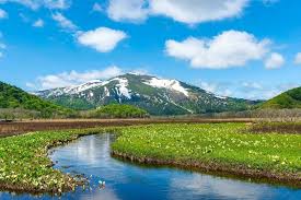 初夏の尾瀬 ミズバショウ群生